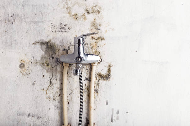 Best Water Damage Restoration  in Brigham City, UT