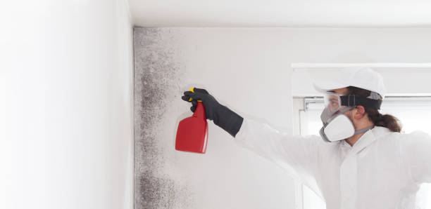 Best Mold Remediation Experts  in Brigham City, UT