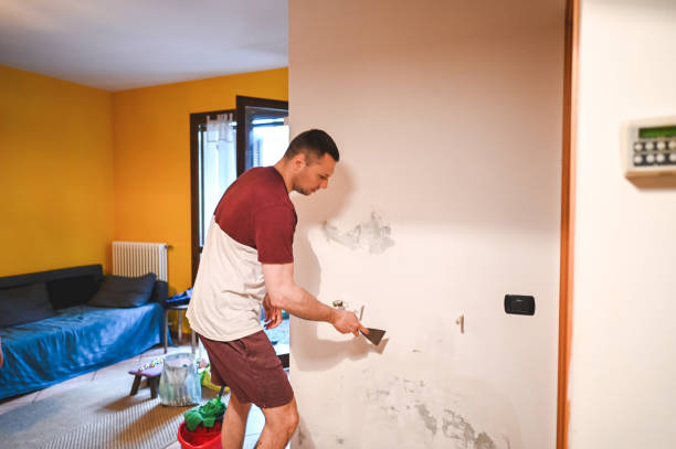 Best Local Mold Removal Service  in Brigham City, UT