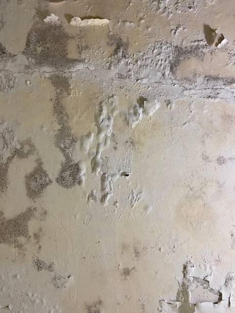 Best Emergency Mold Removal  in Brigham City, UT
