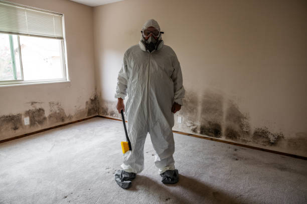 Trusted Brigham City, UT Mold Removal Experts
