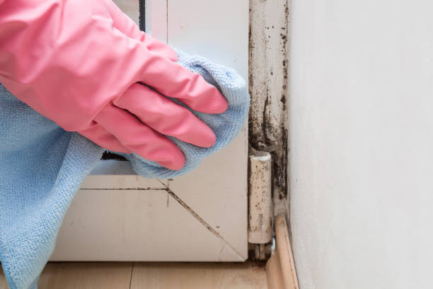 Best Office Mold Removal Services  in Brigham City, UT
