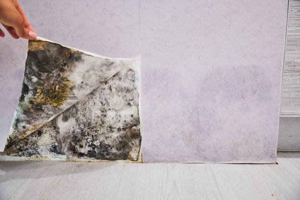 Best Mold Removal Near Me  in Brigham City, UT